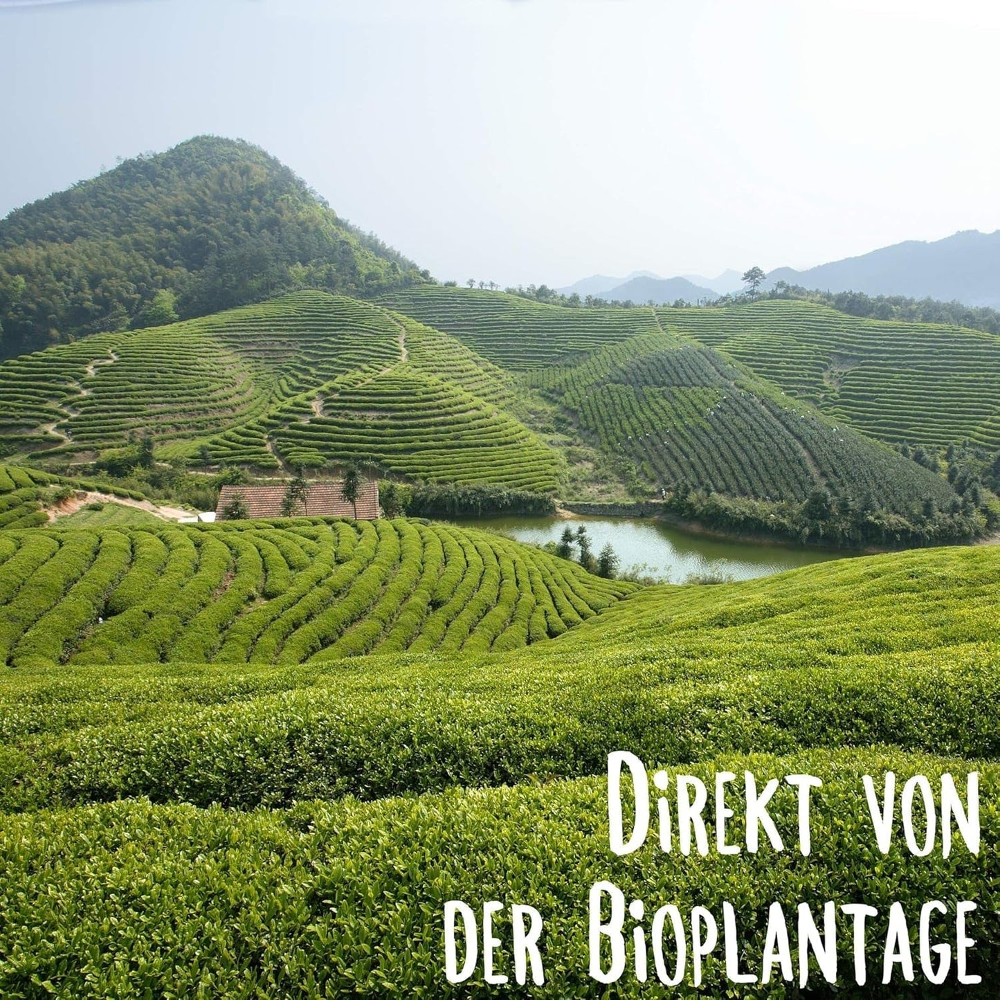 KLUIZ Gyokuro Tokiwa bio - První ručně sbíraná sklizeň - Japonský zelený čaj I 100 gramů I Bio zelený čaj
