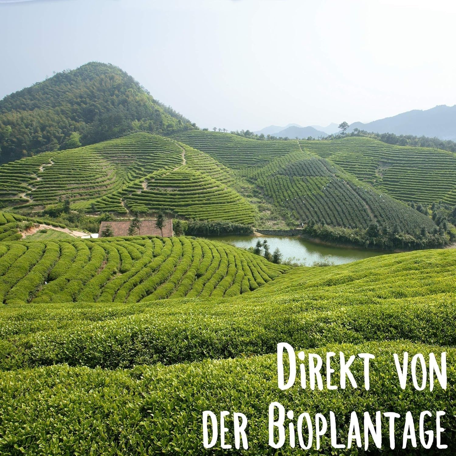 KLUIZ Gyokuro Tokiwa bio - První ručně sbíraná sklizeň - Japonský zelený čaj I 100 gramů I Bio zelený čaj