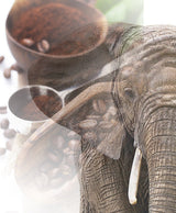 Jumbo Kaffee | Elefantenkaffee Maragogype (1000 g, celé Bohnen) - Die größten Bohnen der Welt, ohne Säure, extra mírné