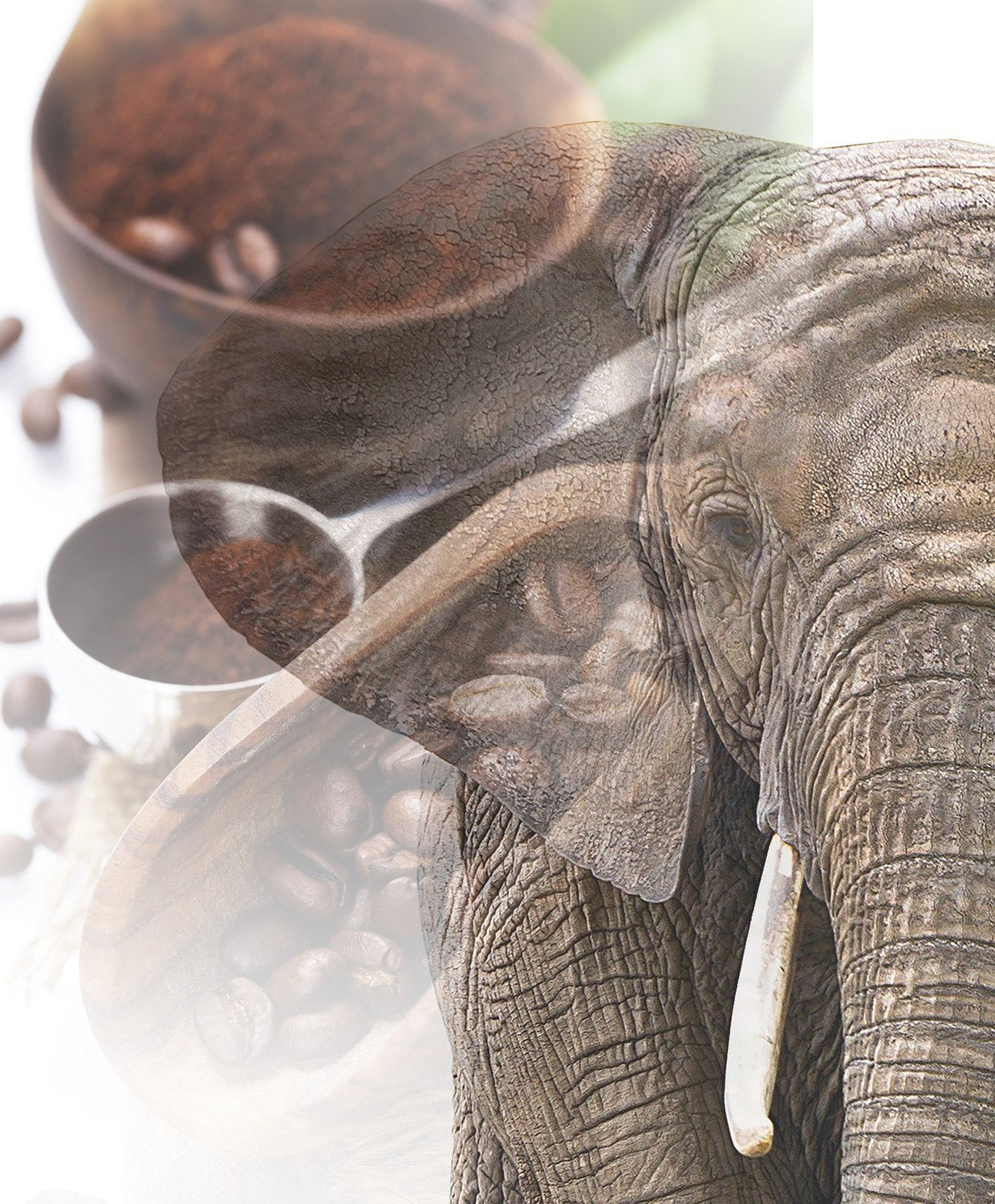 Jumbo Kaffee | Elefantenkaffee Maragogype (1000 g, celé Bohnen) - Die größten Bohnen der Welt, ohne Säure, extra mírné