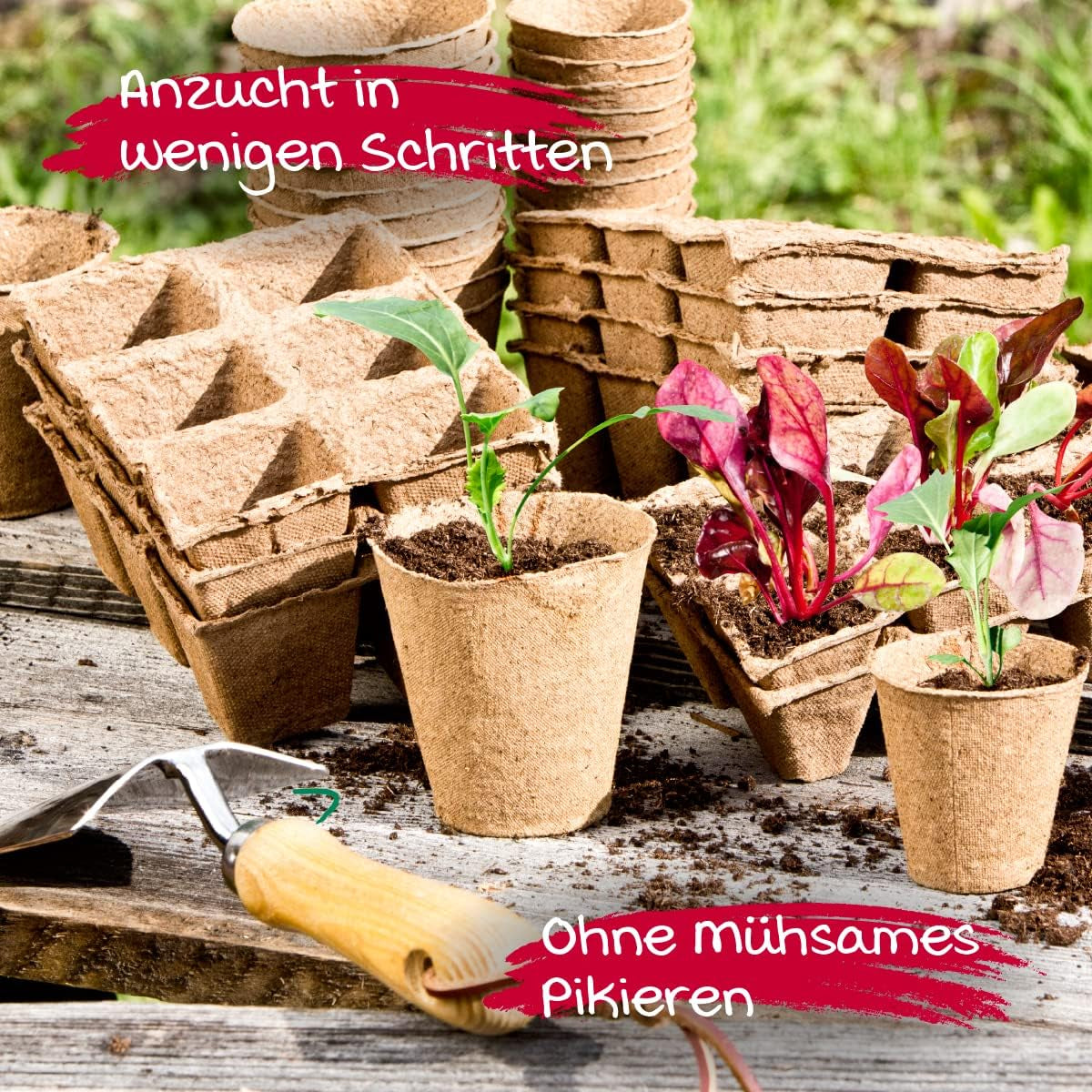 Sadba Windhager, 48 kusů, průměr 8 cm, hnědá, bez rašeliny, 04343
