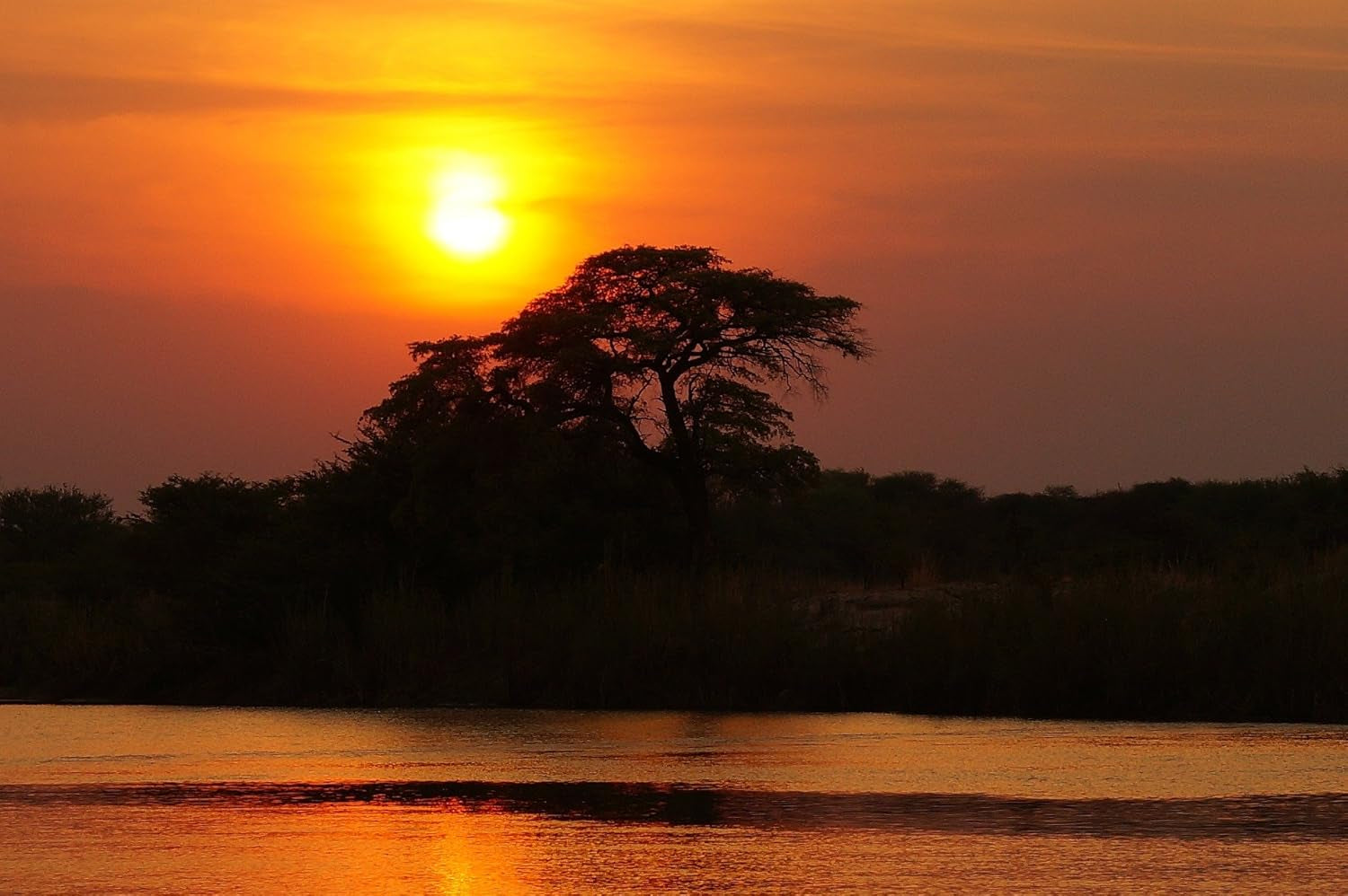 Kaffeespezialität Aus Afrika - Kaffee Aus Kenia - Eine Spezialität Afrikas (Ganze Bohnen, 1000 g) - Länderkaffee - Spitzenkaffee - Säurearm - Schonend Und Frisch Geröstet