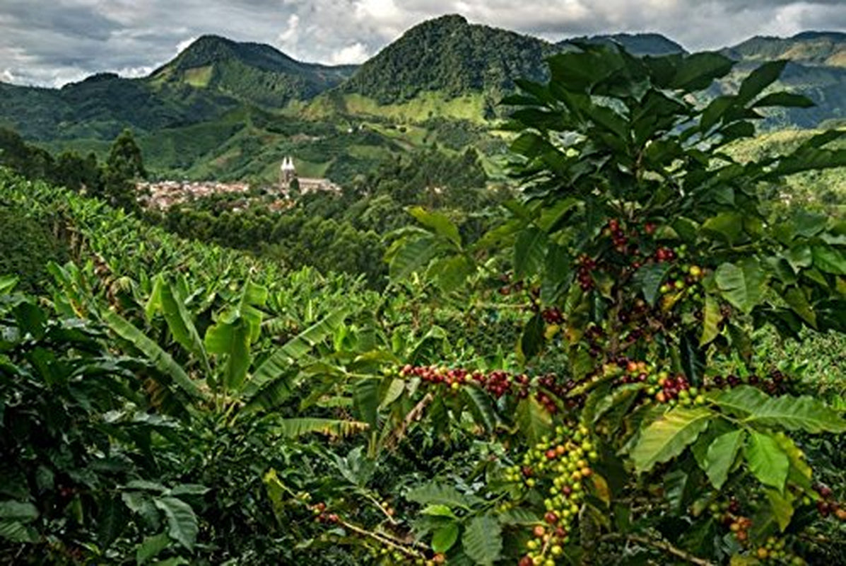 100% přírodní kávová zrna Arabica 1kg – Intenzivně pražená káva espresso se směsí kolumbijského a brazilského původu – Fair Trade.