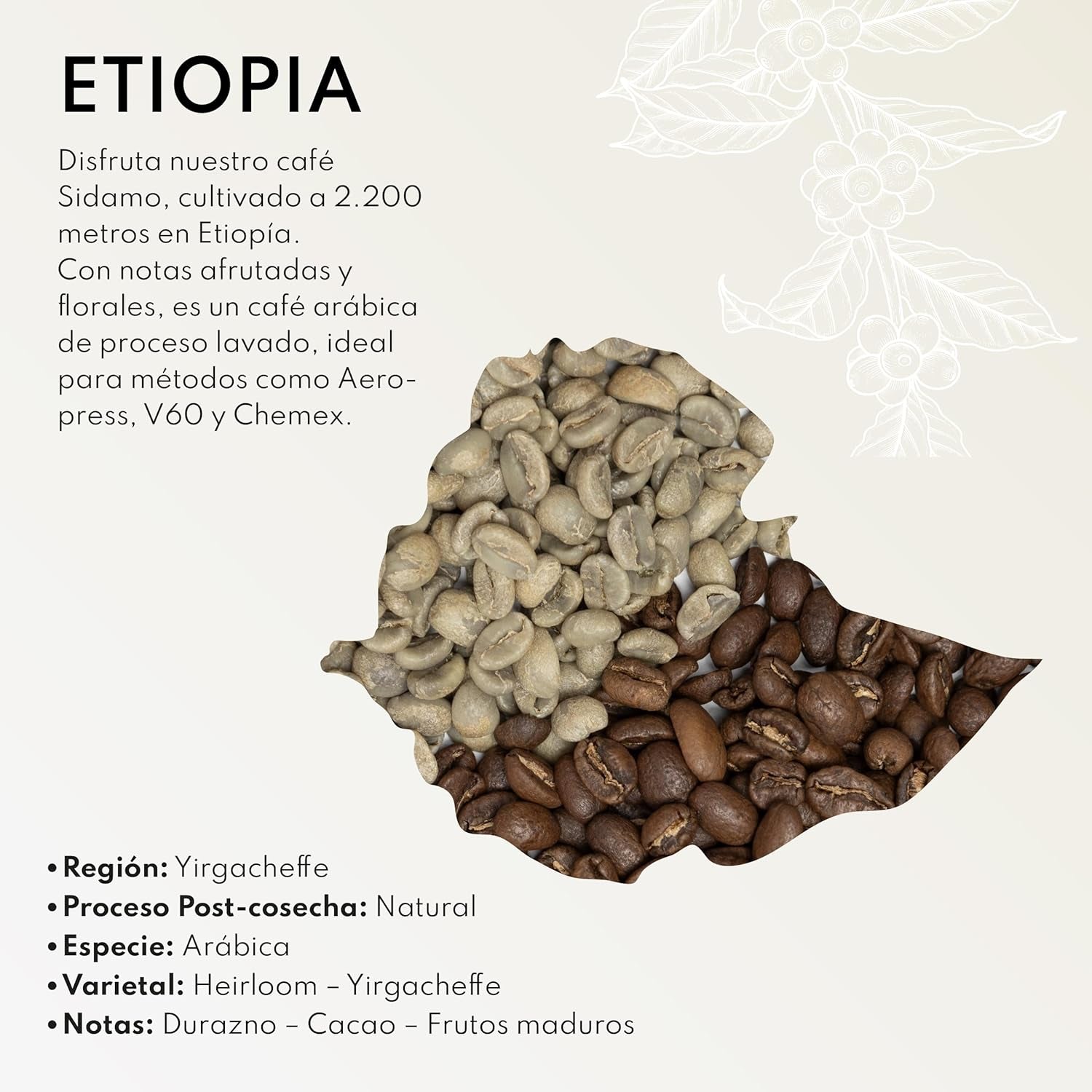 Speciální káva Boconó Ethiopia 100% Arabica, středně pražená, 1 kg - Ideální pro kávu V60, Chemex, Kalita atd.