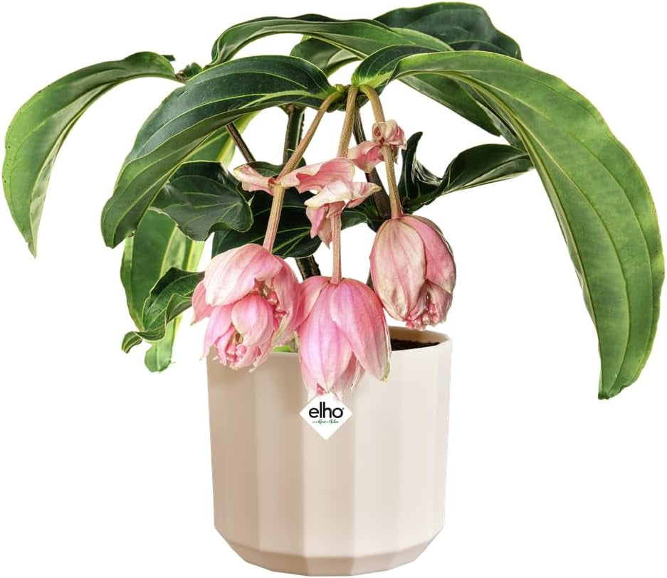 Kulatý hrnec elho Facet 23cm - pro vnitřní použití - 100% recyklovaný plast - Ø 22,7 x V 20,4 cm - Růžová/Mandlově růžová