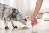 Cat Jelly Thunfisch mit Goldmakrele, Katzenfutter nass in Gelee, 24 dávek x 85 g