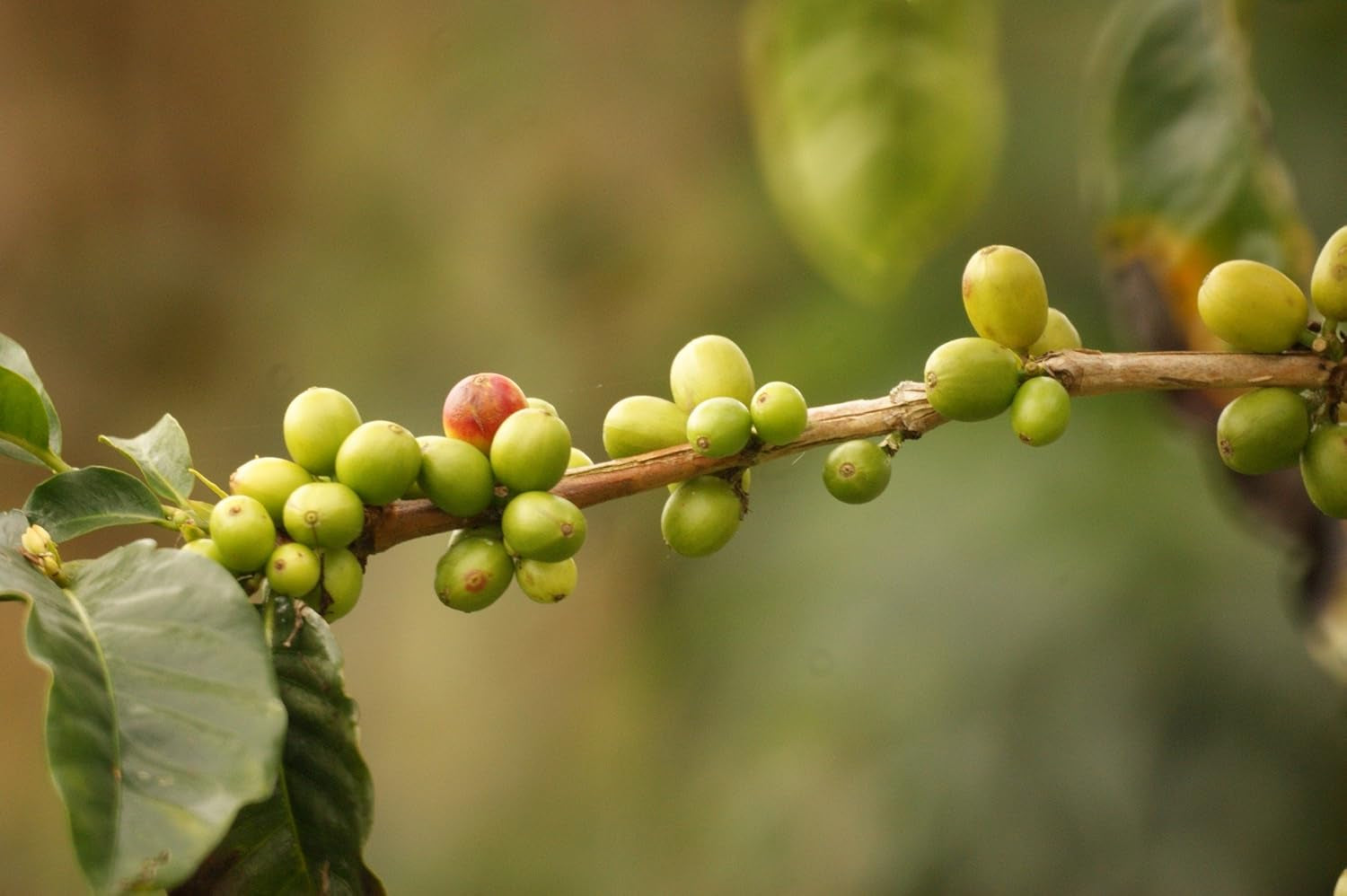 Kaffeespezialität Aus Südamerika - Kolumbie, Dem Kaffee-Dreieck Der Aromen (Ganze Bohne, 1000 gramů) - Länderkaffee - Spitzenkaffee - Säurearm - Schonend Und Frisch Geröstet