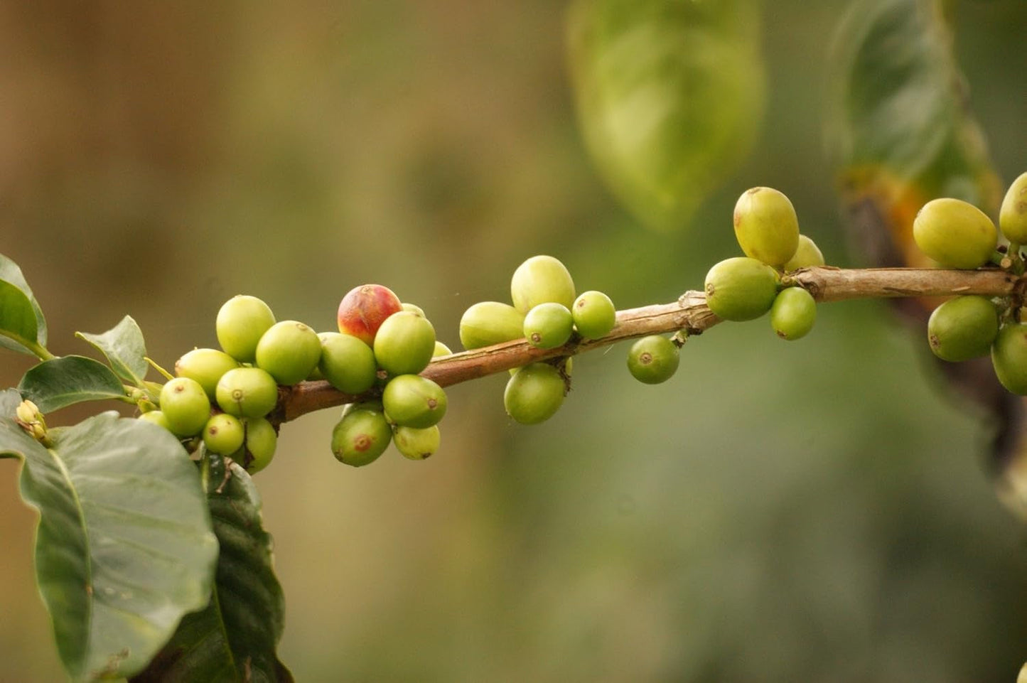 Kaffeespezialität Aus Mittelamerika - Guatemala, Dem Land Der Maya (Ganze Bohne, 1000 gramů) - Länderkaffee - Spitzenkaffee - Säurearm - Schonend Und Frisch Geröstet