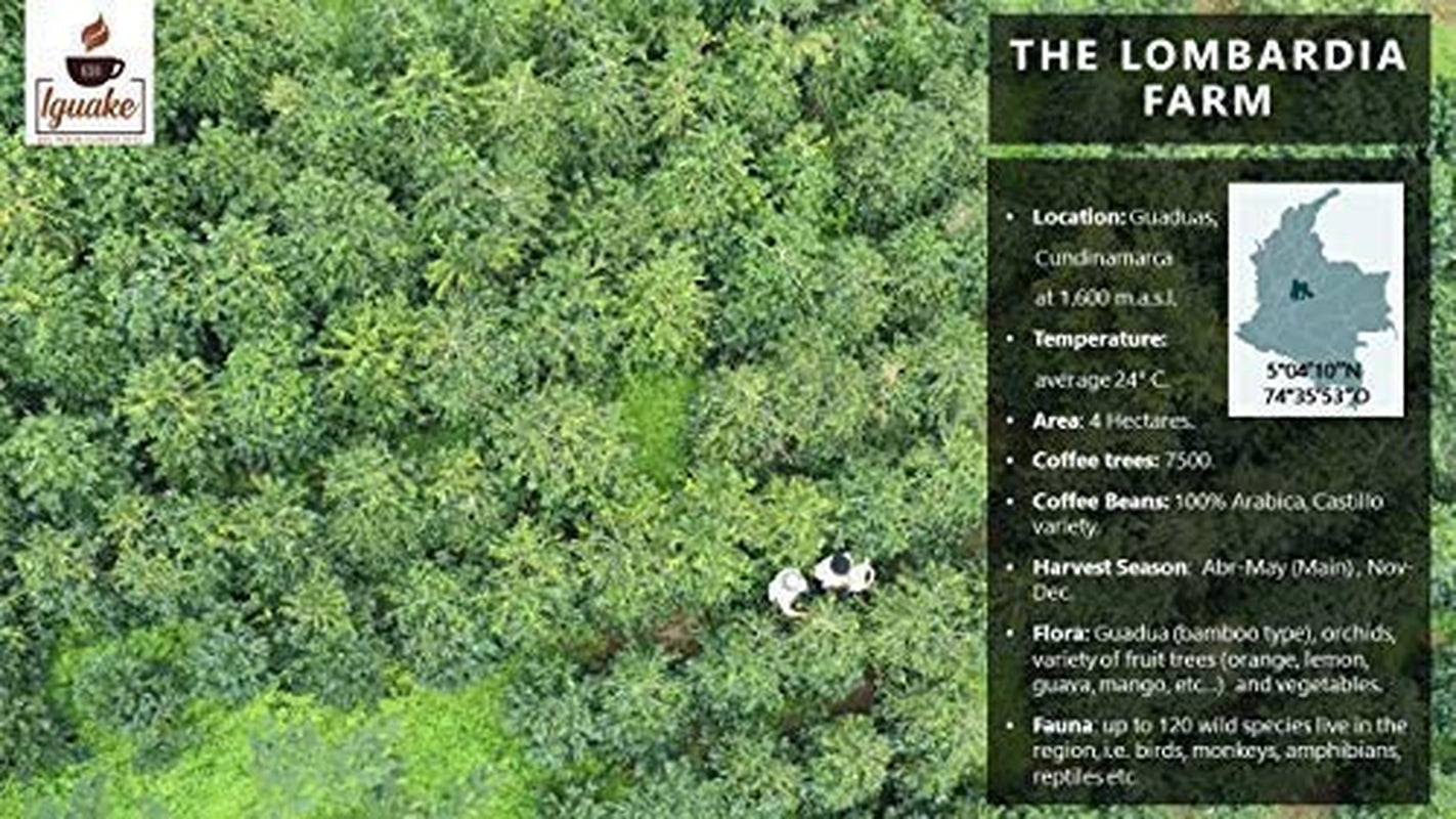 Káva Iguaque 1000gr | Premium Kaffee ganze Bohnen 100% Arabica z Kolumbie | Familienbetrieb - Single Origin Kaffeebohnen - Nachhaltige eigene Plantage im Hochland - Kräftiges Aroma
