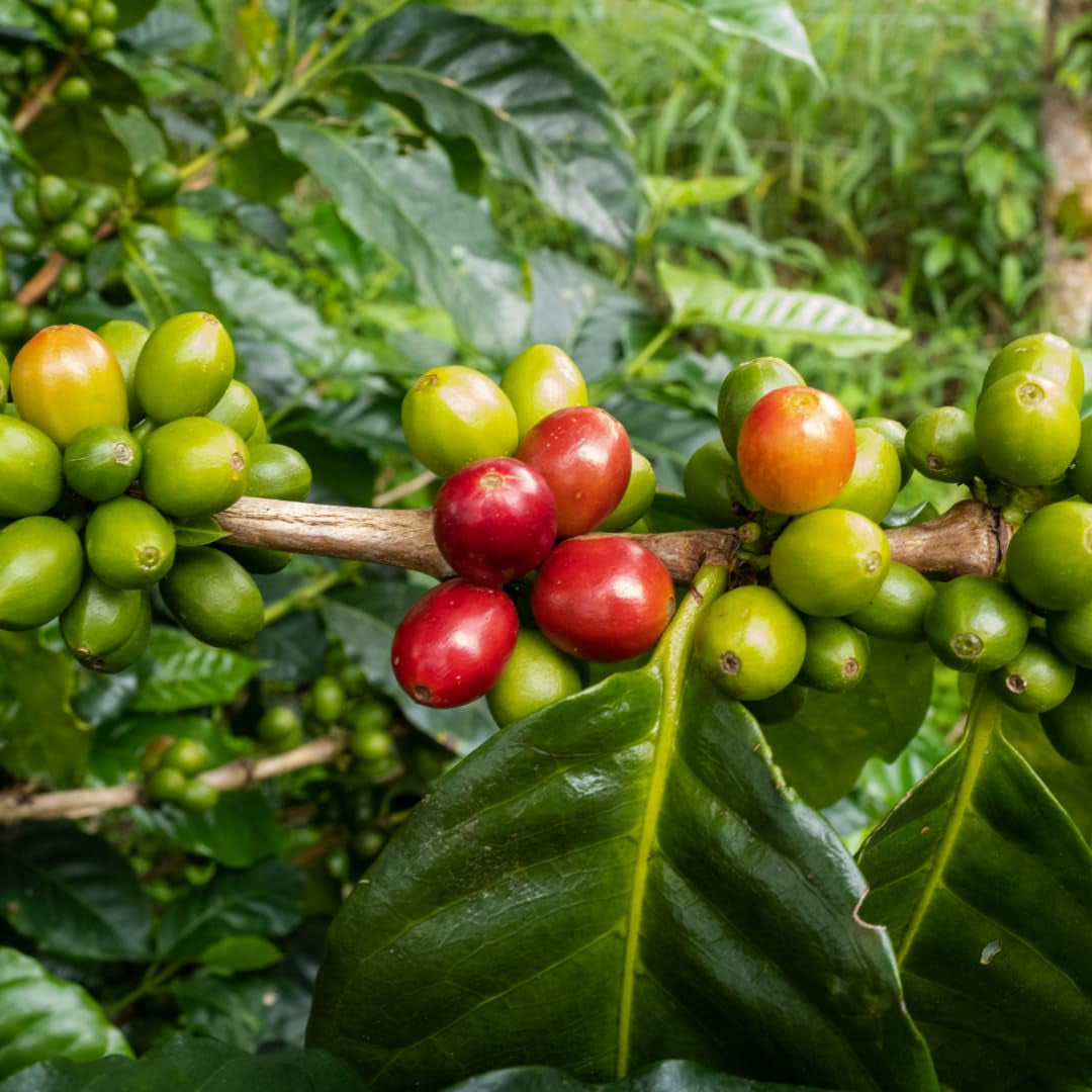 Pražírny Pick Espresso Blend - 100% Arabica, ganze Bohne - vielschichtige Röstung - frisch in Berlin geröstet - 500 g