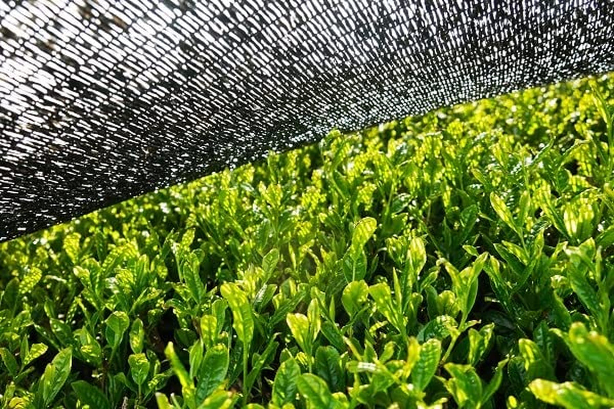 BIO Matcha prášek 200 g I Bez přísad - 100% přírodní I Prémiový japonský Matcha čaj I Prášek ze zeleného čaje od