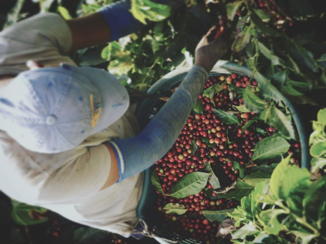 Degustační sada espressa - 5 druhů po 100 g - Bio a 100% Arabica - Jediný původ a směs - Perfektní pro portafiltry a espresso kávovary