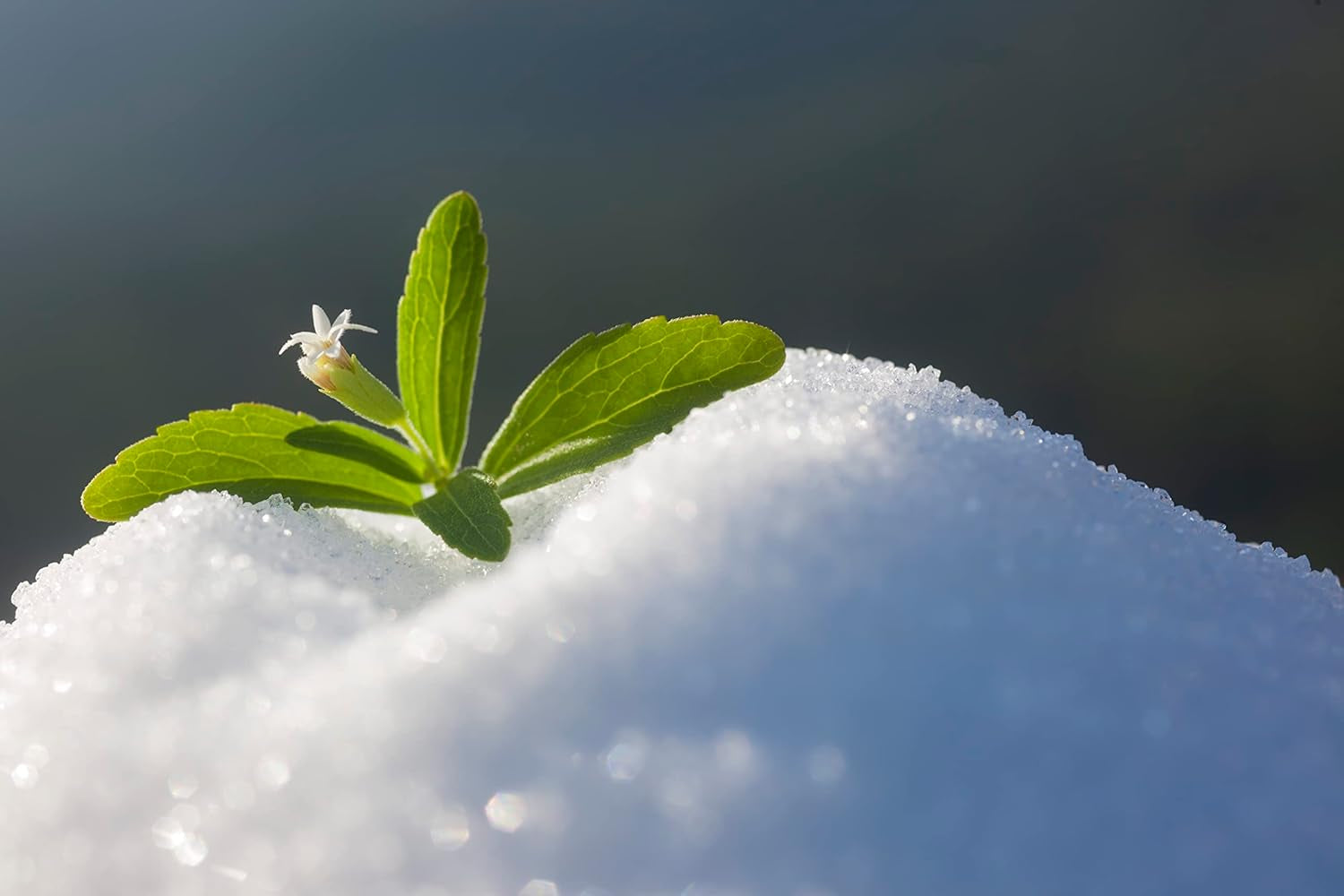 Stévie 1:1 (Erythrit - Stevia) - Natürlicher Zuckerersatzstoff, 1000 G sladidla Naty Shop