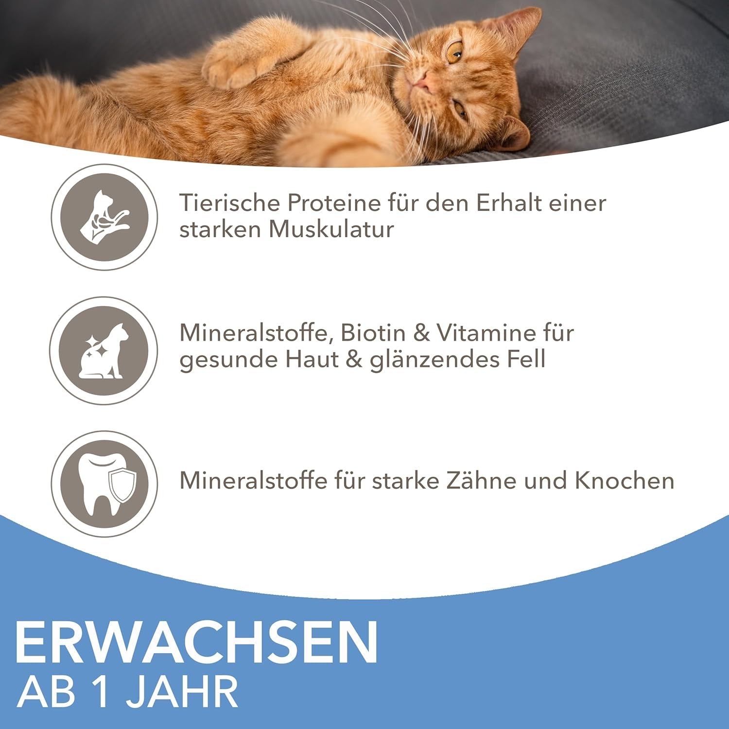 IAMS Delights Sea Collection Katzenfutter Nass - Multipack mit Fisch Sorten (Lachs, Thunfisch, Makreel, Seefisch) v omáčce, Nassfutter für Katzen od 1 Jahr, 12 x 85 g