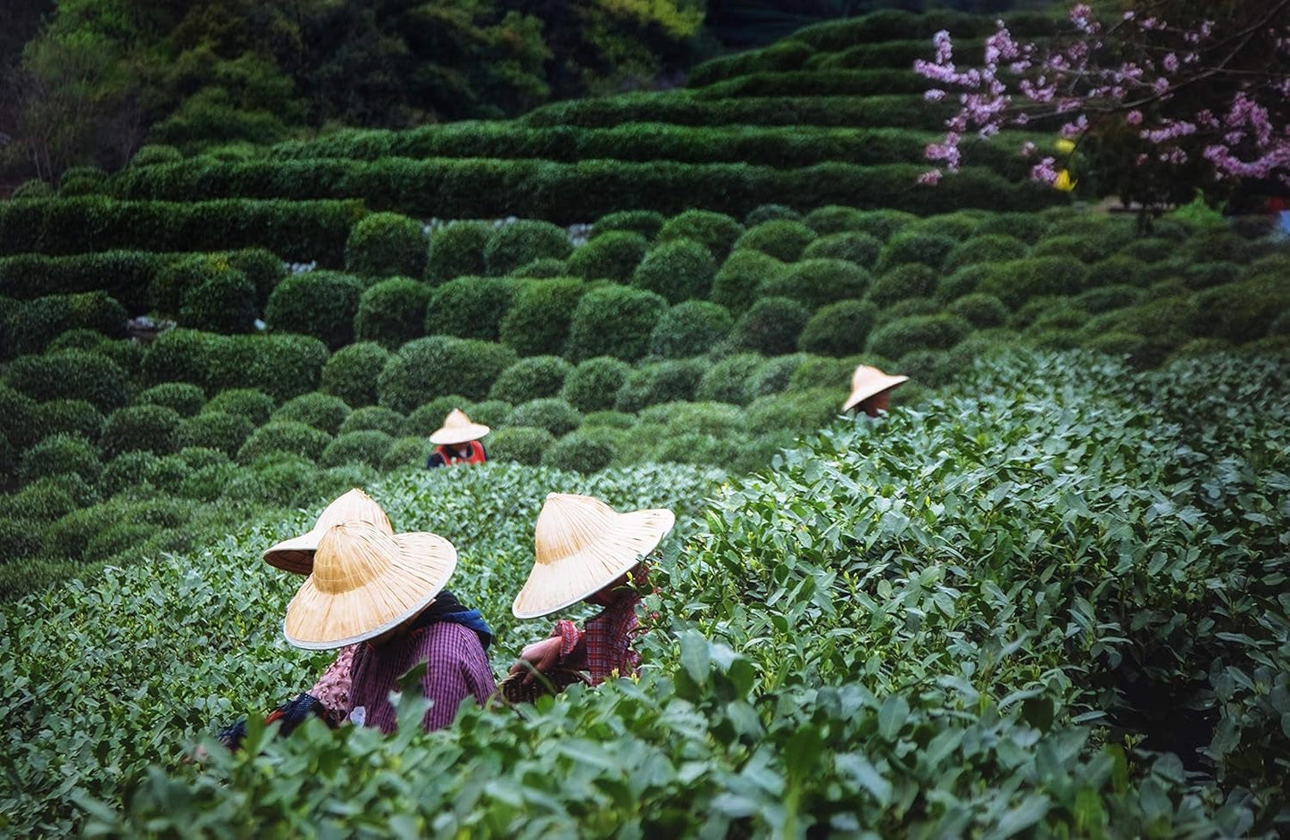 Čaj Tie Guan Yin Oolong z Anxi, Čína | Sklizeň 2025 | Vysoce kvalitní čínský čaj Oolong | Prémiový čínský čaj z tradičních plantáží 100 g