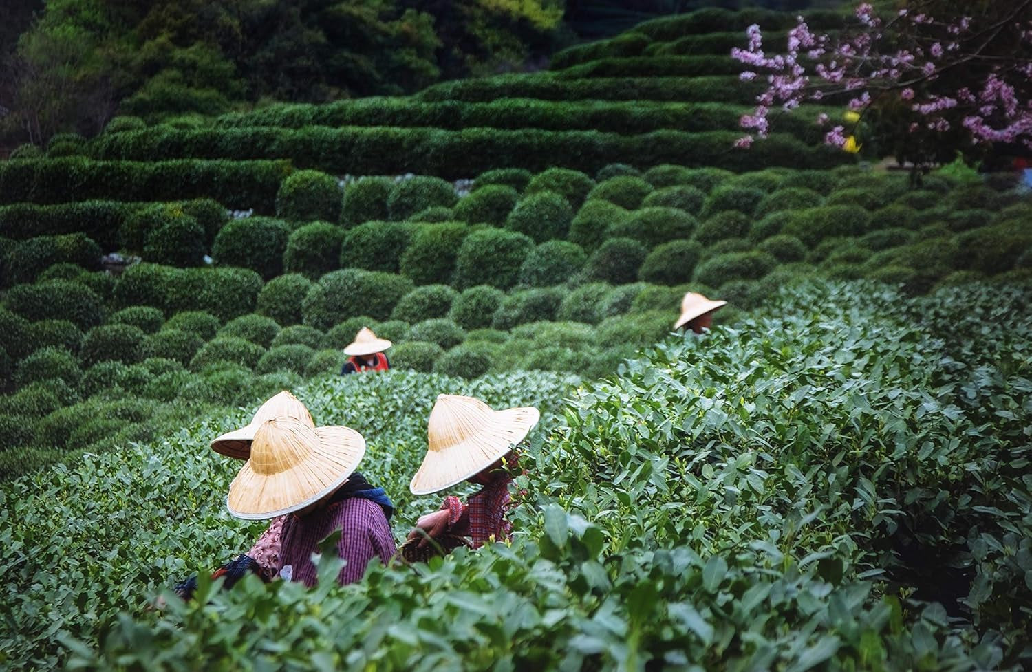 Čaj Tie Guan Yin Oolong z Anxi, Čína | Sklizeň 2025 | Vysoce kvalitní čínský čaj Oolong | Prémiový čínský čaj z tradičních plantáží 100 g