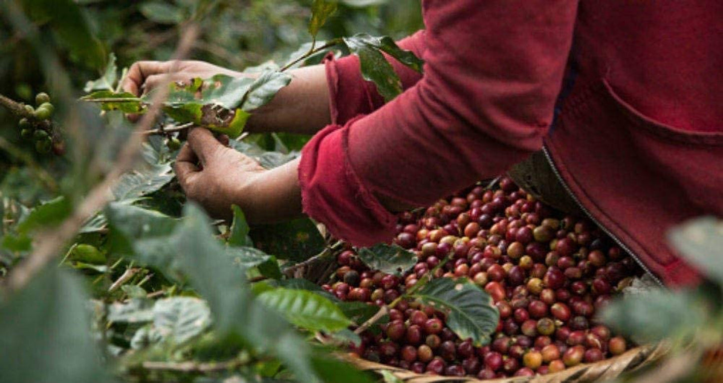 Zrnková káva bez kofeinu 1 kg přírodní 100% - Espresso Intenzivní chuť z Kolumbie a Brazílie.