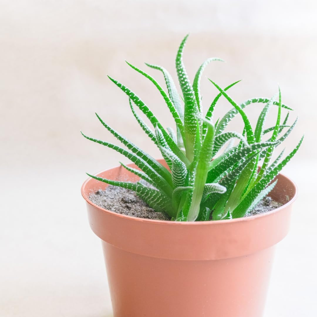 Malý plastový květináč - průměr 12 cm, lehký a odolný, ideální pro sazenice, řízky a pokojové rostliny - náhodná barva, Aléatoire