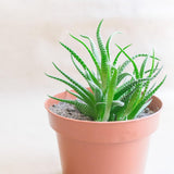 Malý plastový květináč - průměr 12 cm, lehký a odolný, ideální pro sazenice, řízky a pokojové rostliny - náhodná barva, Aléatoire