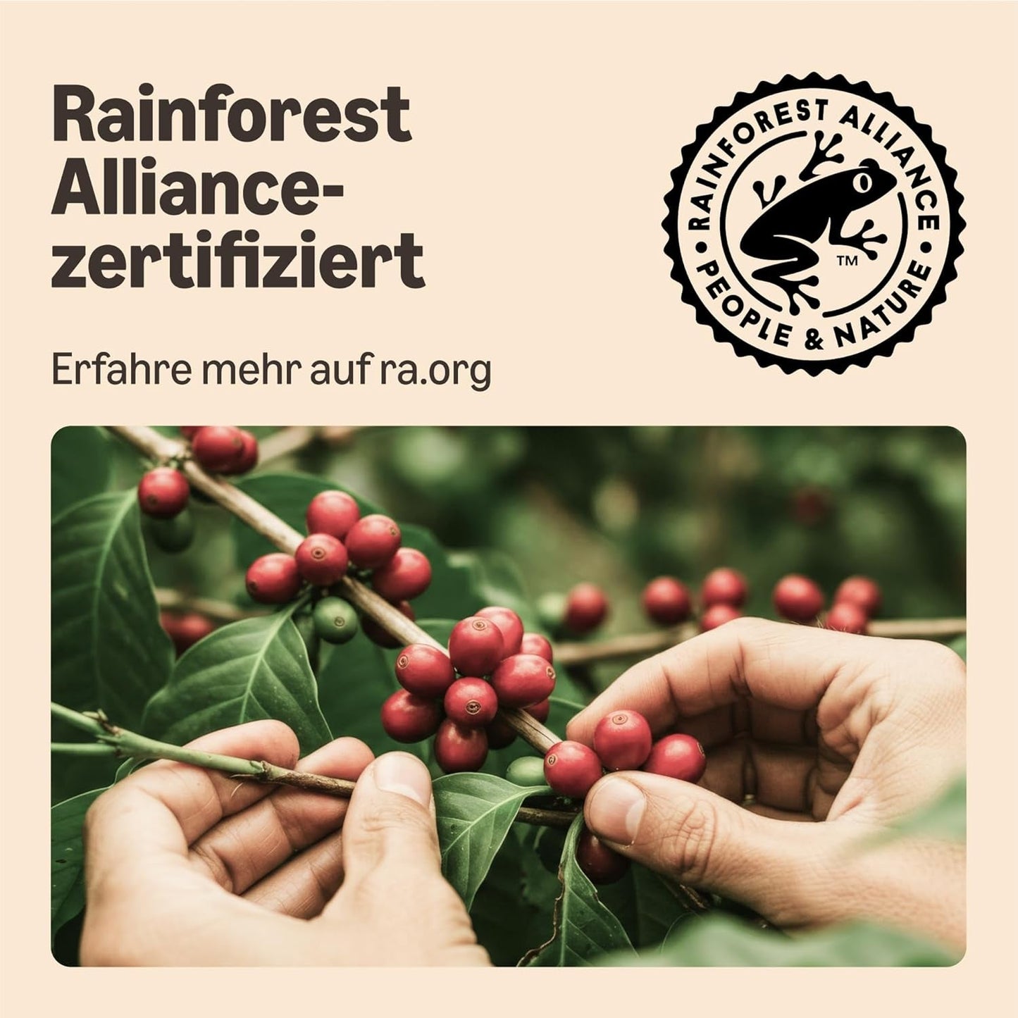 od Amazon Starke Pads, geeignet für Senseo-Maschinen, 36 Stück (1 Packung mit 36 ​​​​Stück) – Rainforest Alliance-zertifiziert