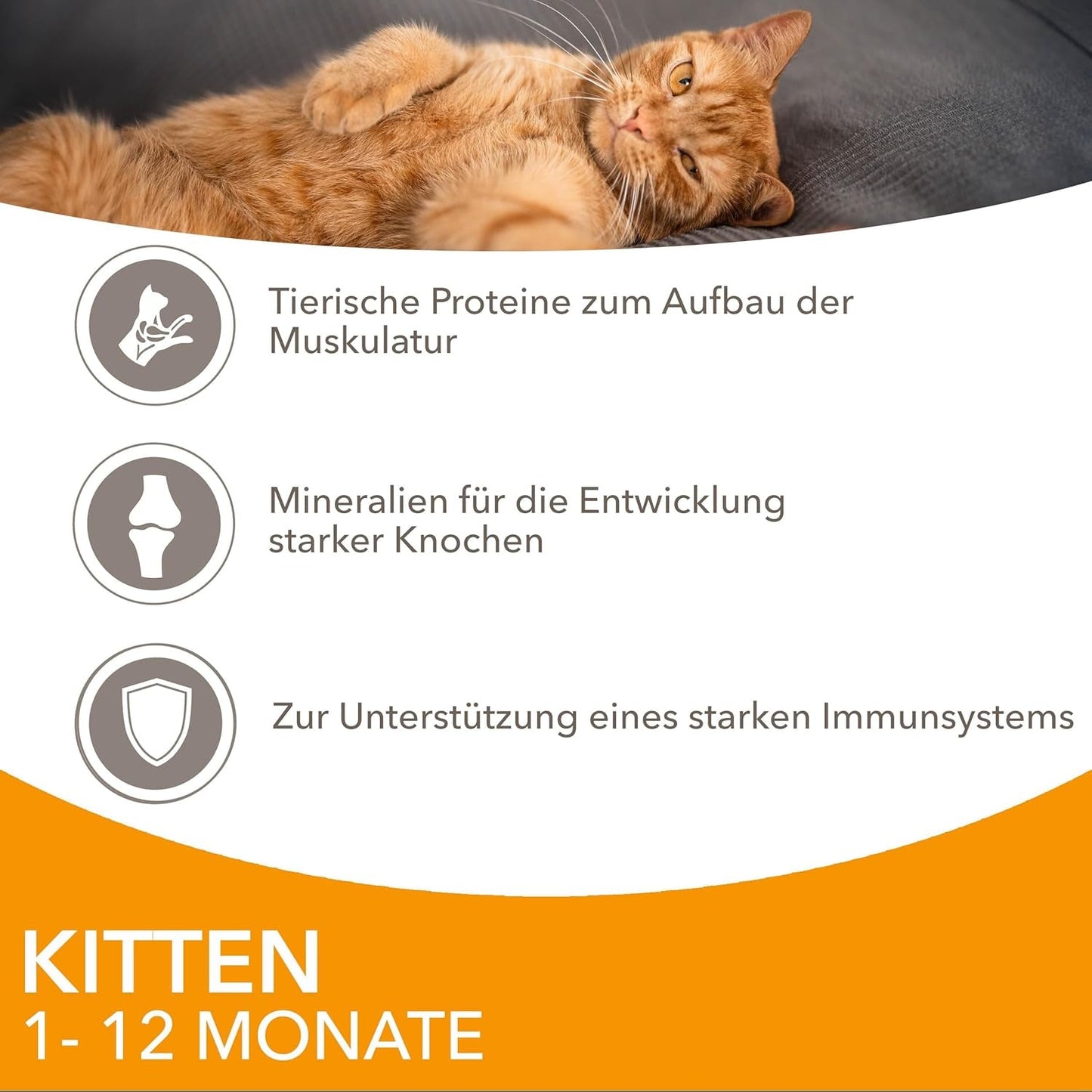 IAMS Delights Kitten Nassfutter - Multipack Katzenfutter mit Hunn in Sauce, vysoce kvalitní Futter für Junior Kätzchen von 1-12 Monate, 12 x 85 g