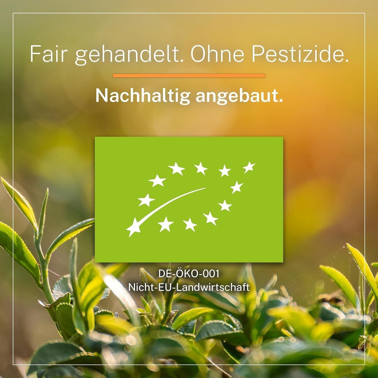 Ti Guan Yin Bio Oolong Tea 100g - Vysoce kvalitní organický čaj Oolong z Číny - Wu Long (Ceremonial Grade) - Pro milovníky čaje a znalce - Mycupoftea