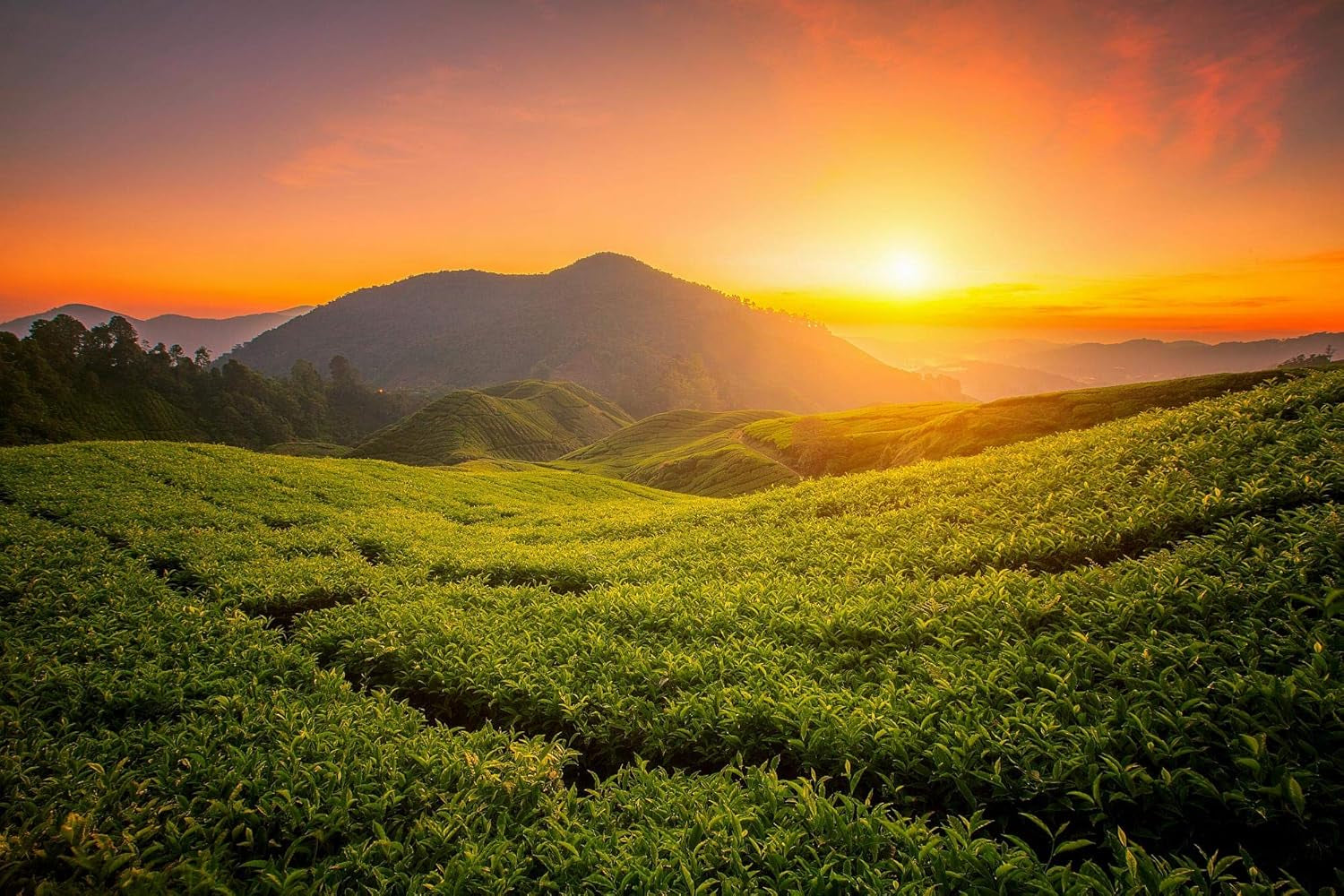 Čaj Tie Guan Yin Oolong z Anxi, Čína | Sklizeň 2025 | Vysoce kvalitní čínský čaj Oolong | Prémiový čínský čaj z tradičních plantáží 100 g