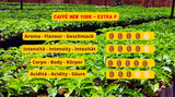 New York Coffee - EXTRA P - Kávová zrna, silná a rozhodná chuť, zrna Arabica a Robusta, k mletí, italské espresso, tyčinková směs - prémiová kvalita od roku 1930 - 1 kg, zrnka