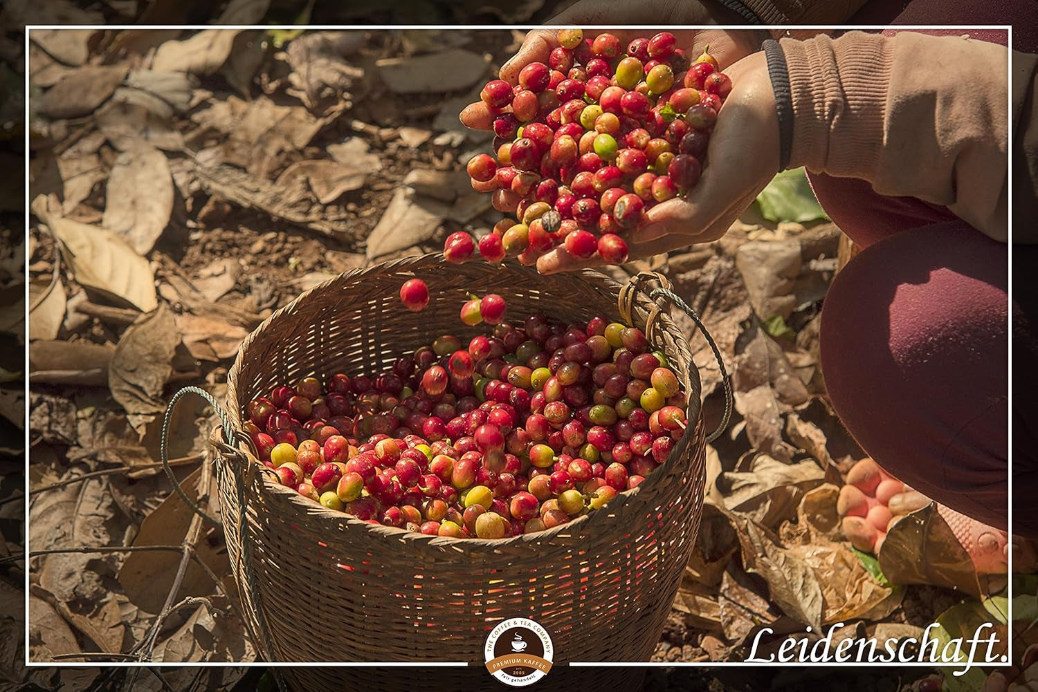 Jumbo Kaffee | Elefantenkaffee Maragogype (1000 g, celé Bohnen) - Die größten Bohnen der Welt, ohne Säure, extra mírné