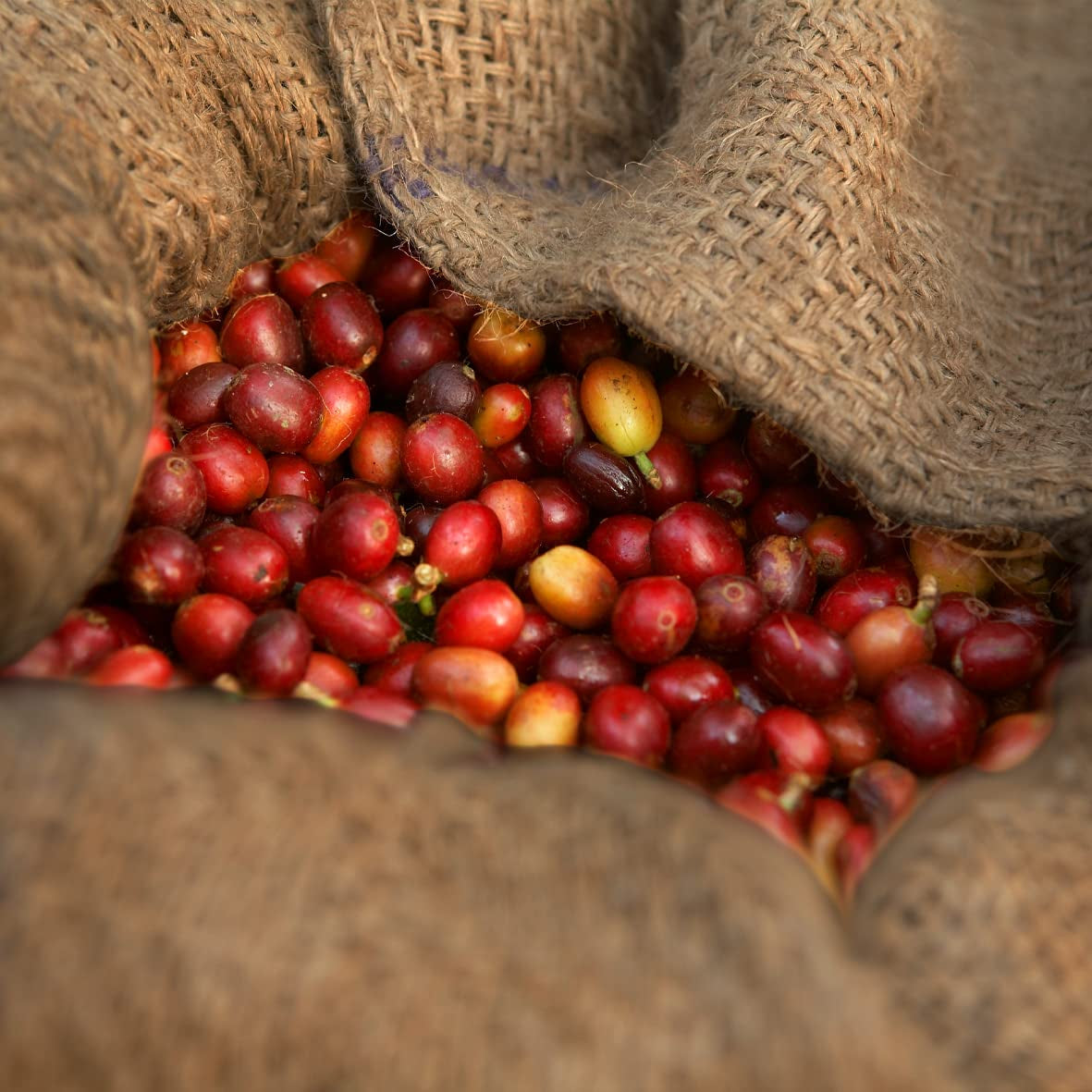 - Mocha 1000g | Silná káva pro Schümli a espresso z plně automatických strojů | Celá pražená kávová zrna | S 90 % zrn Arabica