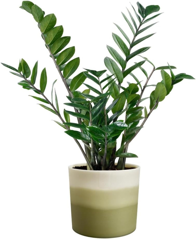 Kulatý hrnec elho Color Gradient 16cm - pro vnitřní použití - 100% recyklovaný plast - Ø 15,9 x H 14,7 - Zelená/Bambusová zelená