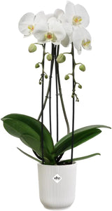 elho Vibes Fold Orchid High 12,5 cm - Vnitřní květináče na orchideje - Vnitřní květináče - 100% recyklovaný plast - Bílá/Hedvábně bílá