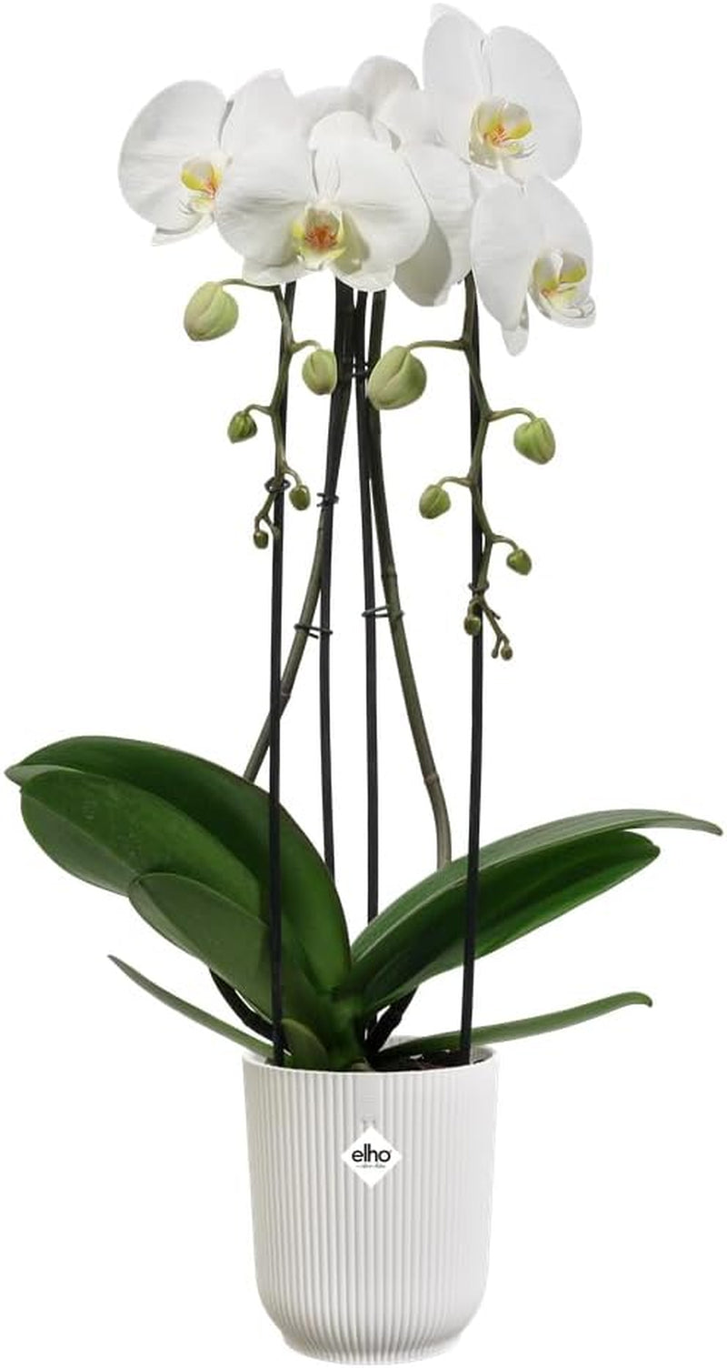 elho Vibes Fold Orchid High 12,5 cm - Vnitřní květináče na orchideje - Vnitřní květináče - 100% recyklovaný plast - Bílá/Hedvábně bílá