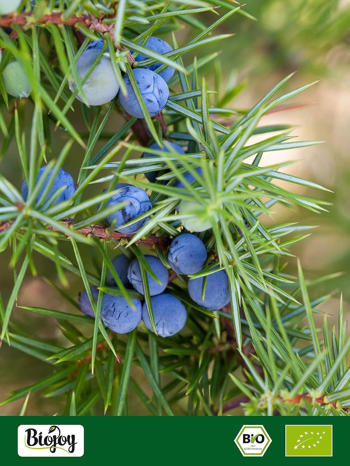 Biojoy plod jalovce bio (250 g), sušené a celé, bez přísad (Juniperus communis) Dehydrované produkty Naty Shop
