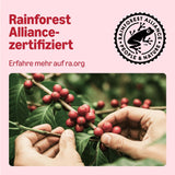 od Amazon Klassische Kaffeepads aus 100% Arabica, geeignet für Senseo-Maschinen, 36 Stück (1 Packung mit 36 ​​​​Stück) – Rainforest Alliance-zertifiziert