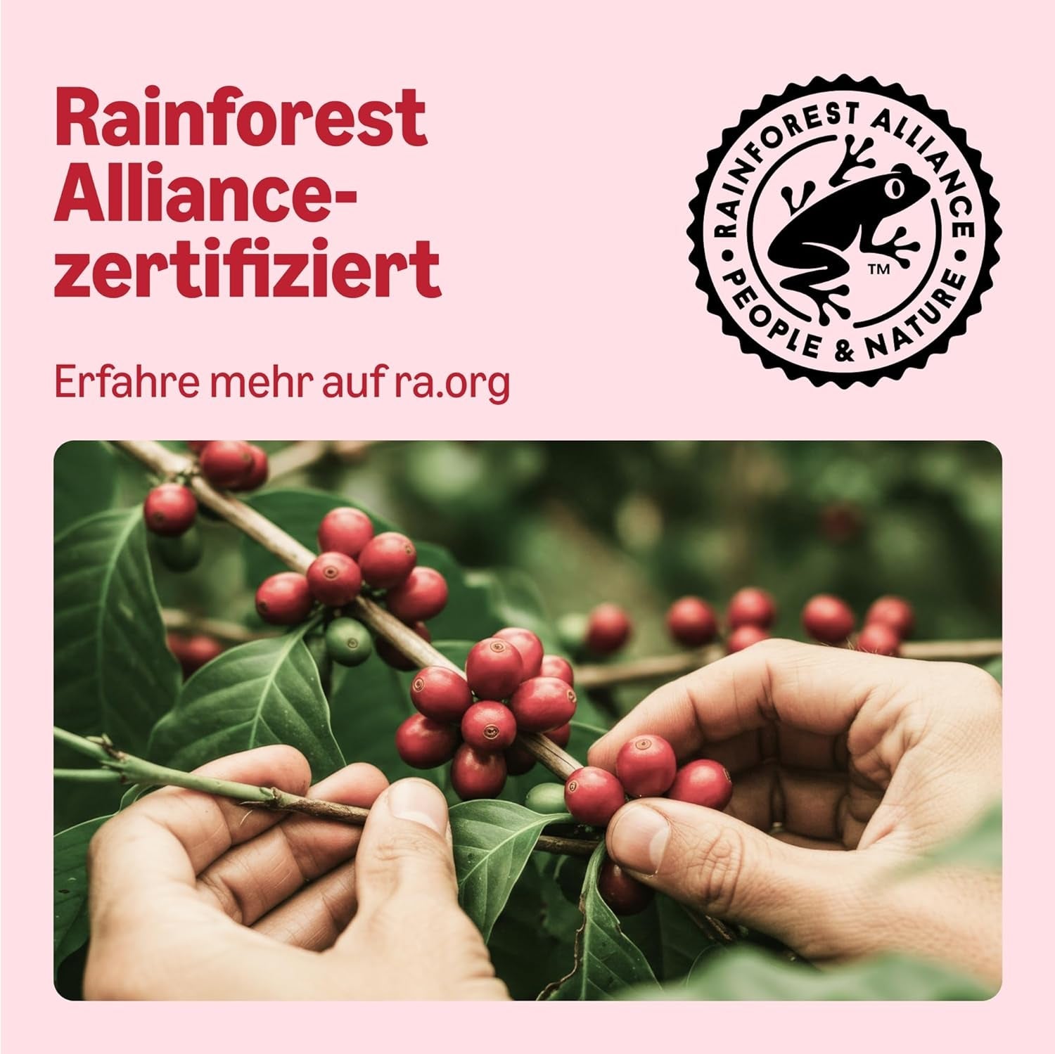 od Amazon Klassische Kaffeepads aus 100% Arabica, geeignet für Senseo-Maschinen, 36 Stück (1 Packung mit 36 ​​​​Stück) – Rainforest Alliance-zertifiziert