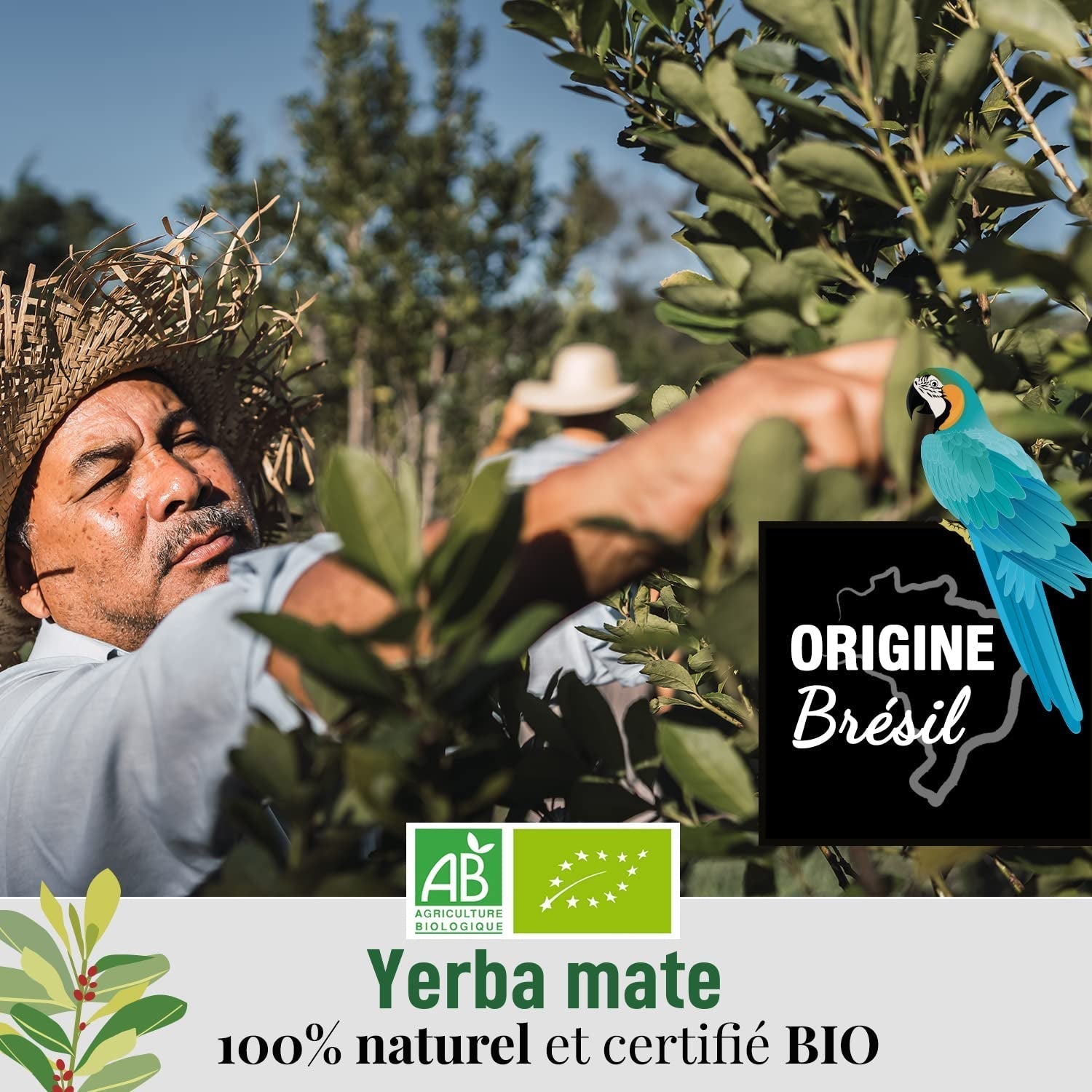 ORIGEENS BIO YERBA MATE TEA 200G - The Original I Bio Yerba Maté nepražený, listy, bez stonků, prachu a drobků I Energizující a detoxikační nápoj