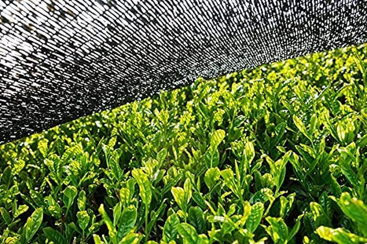 BIO Matcha prášek 100 g I Bez přísad - 100% přírodní I Prémiový japonský Matcha čaj I Prášek ze zeleného čaje od