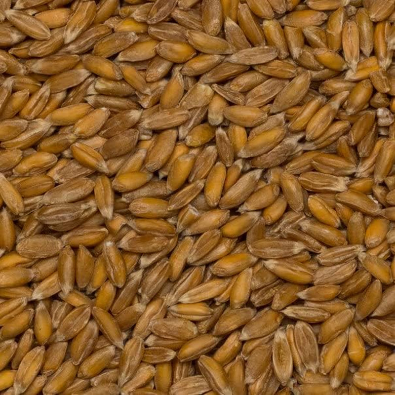 Wholefood Earth Bio zrna špaldy – 3 kg | Bez GMO | Vegan | Bohaté na vlákninu | Certifikované organické