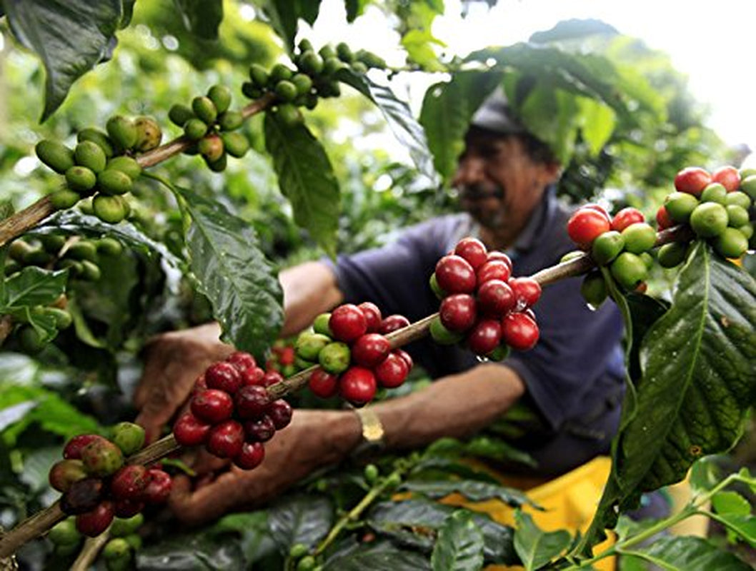 100% přírodní kávová zrna Arabica 1kg – Intenzivně pražená káva espresso se směsí kolumbijského a brazilského původu – Fair Trade.