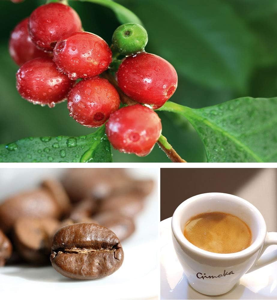 Gimoka Kaffeekapseln Espresso Intenso Kaffeemischung, Intensität 12-144 Kapseln Compatibel mit Lavazza* A Modo Mio* Haushalts-Espressomaschinen, 144 Stück (4 x 36 Getränke) Hergestellt v Itálii