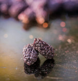 Blackberry BRIX | Přírodní sušené ostružiny 95 g | Cena Great Taste Award za sušené ovoce | Bez GMO, bez lepku, veganské, s konzervovanými vitamíny Naty Shop dehydratované produkty