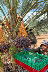 NABALI FAIRKOST PRO VŠECHNY Data Medjool Medjoul z Palestiny - 100% přírodní veganská aromatická tradiční svěží a orientální I bez konzervantů 5 kg (1 balení), Small/Medium Dehydratované produkty Naty Shop