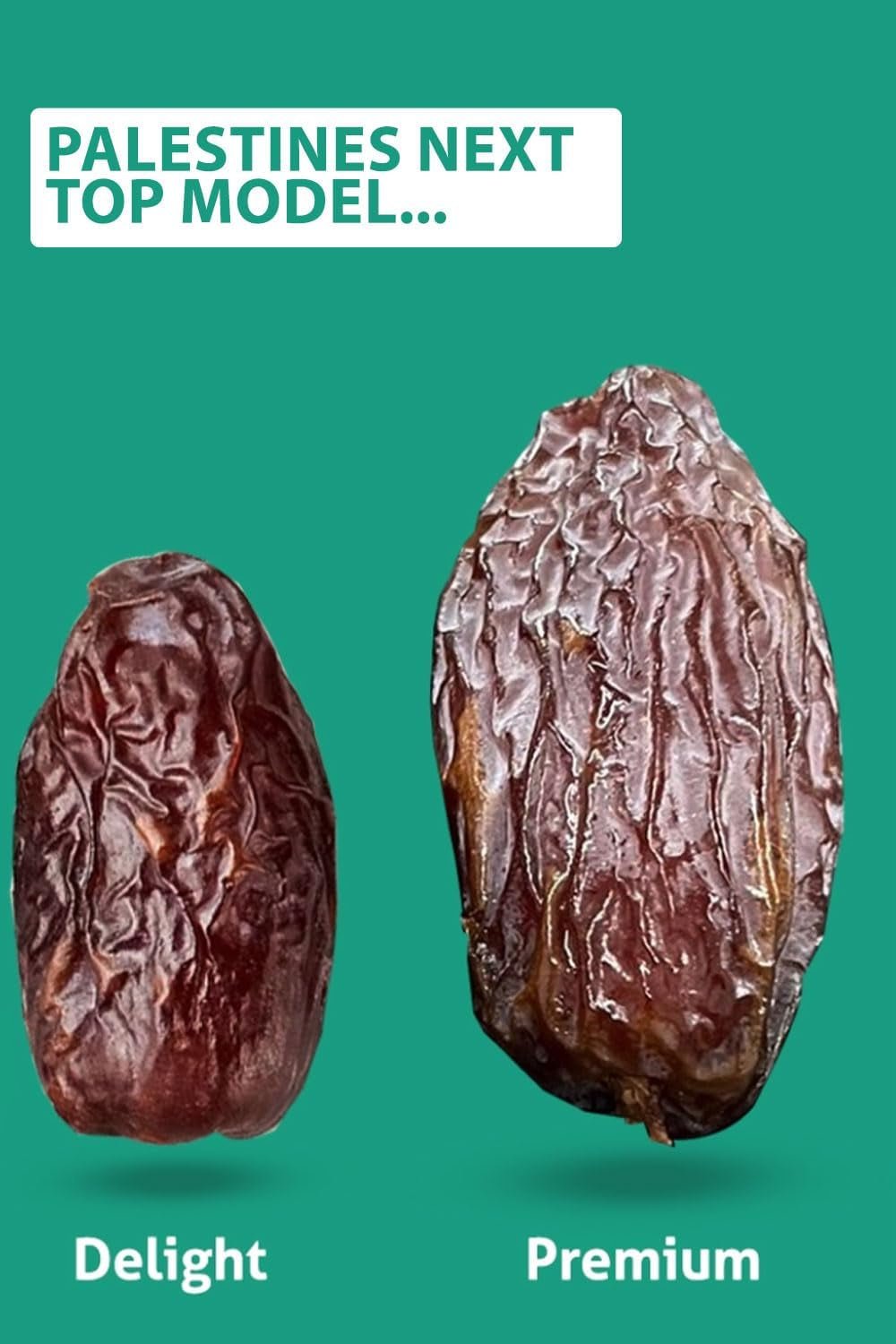 NABALI FAIRKOST PRO VŠECHNY Data Medjool Medjoul z Palestiny - 100% přírodní veganská aromatická tradiční svěží a orientální I bez konzervantů 5 kg (1 balení), Small/Medium Dehydratované produkty Naty Shop