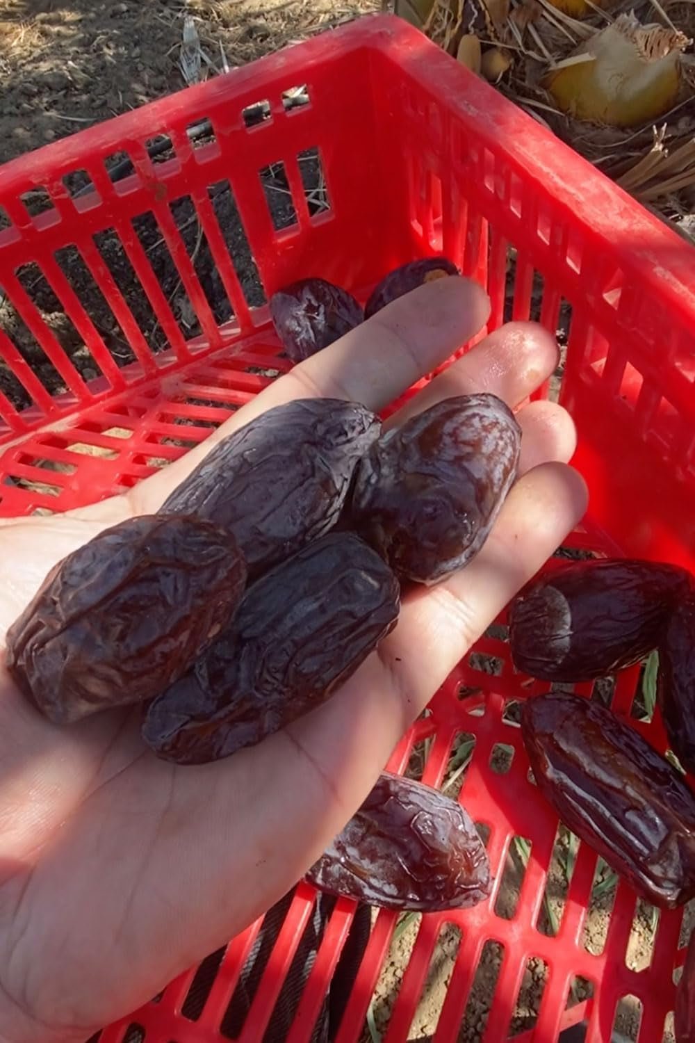 NABALI FAIRKOST PRO VŠECHNY Data Medjool Medjoul z Palestiny - 100% přírodní veganská aromatická tradiční svěží a orientální I bez konzervantů 5 kg (1 balení), Small/Medium Dehydratované produkty Naty Shop