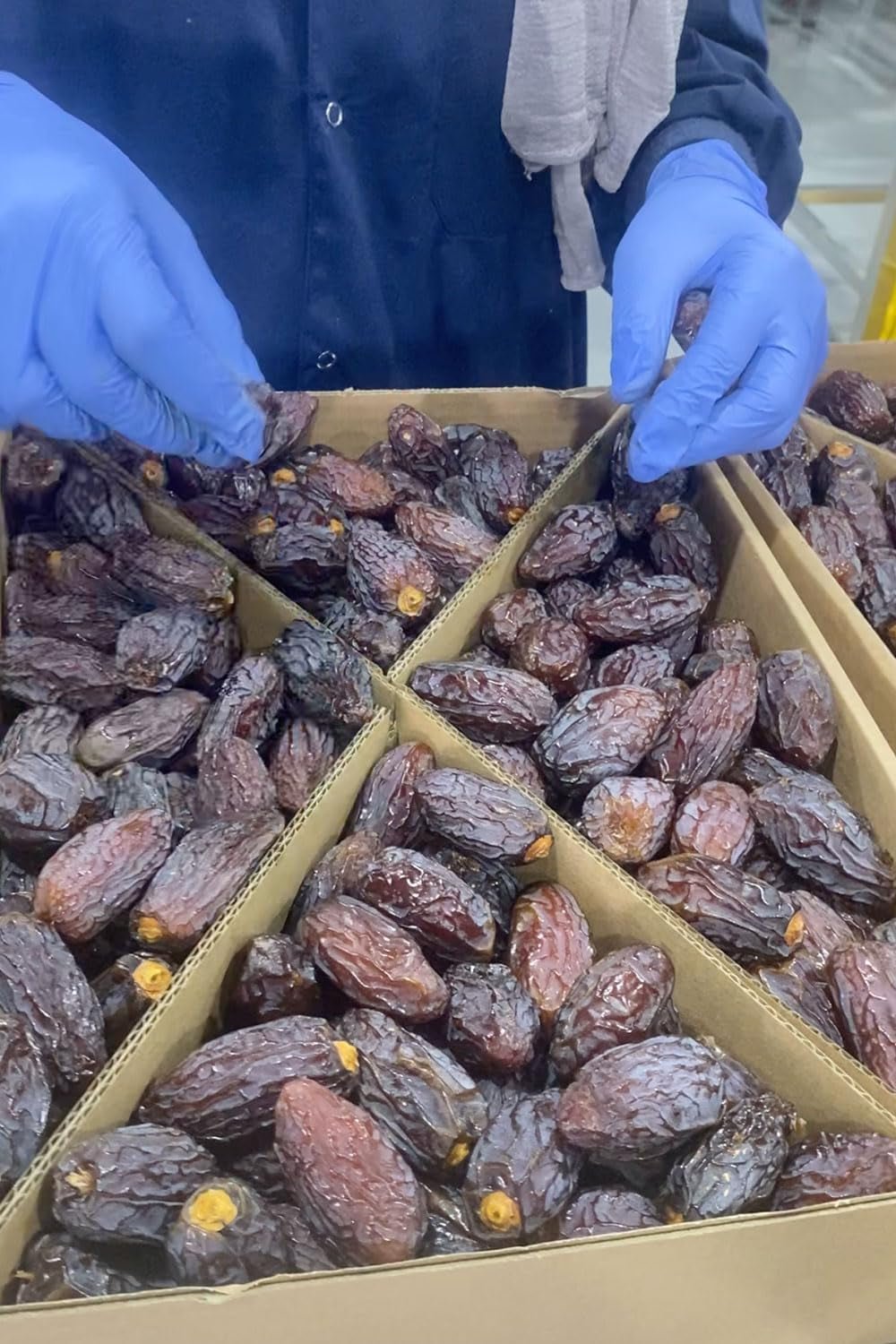 NABALI FAIRKOST PRO VŠECHNY Data Medjool Medjoul z Palestiny - 100% přírodní veganská aromatická tradiční svěží a orientální I bez konzervantů 5 kg (1 balení), Small/Medium Dehydratované produkty Naty Shop
