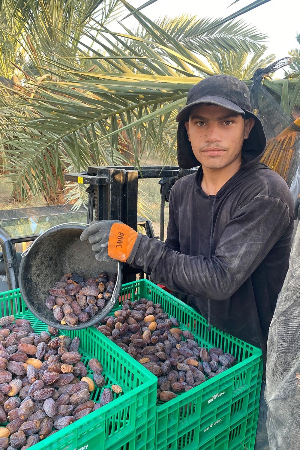 NABALI FAIRKOST PRO VŠECHNY Medjoul - Medjool Dates Choice I - 100% přírodní aromatický svěží orientální jemný I sladký jako med a karamelizovaný I Původ: Palestina I (1x1KG) Dehydrované produkty Naty Shop