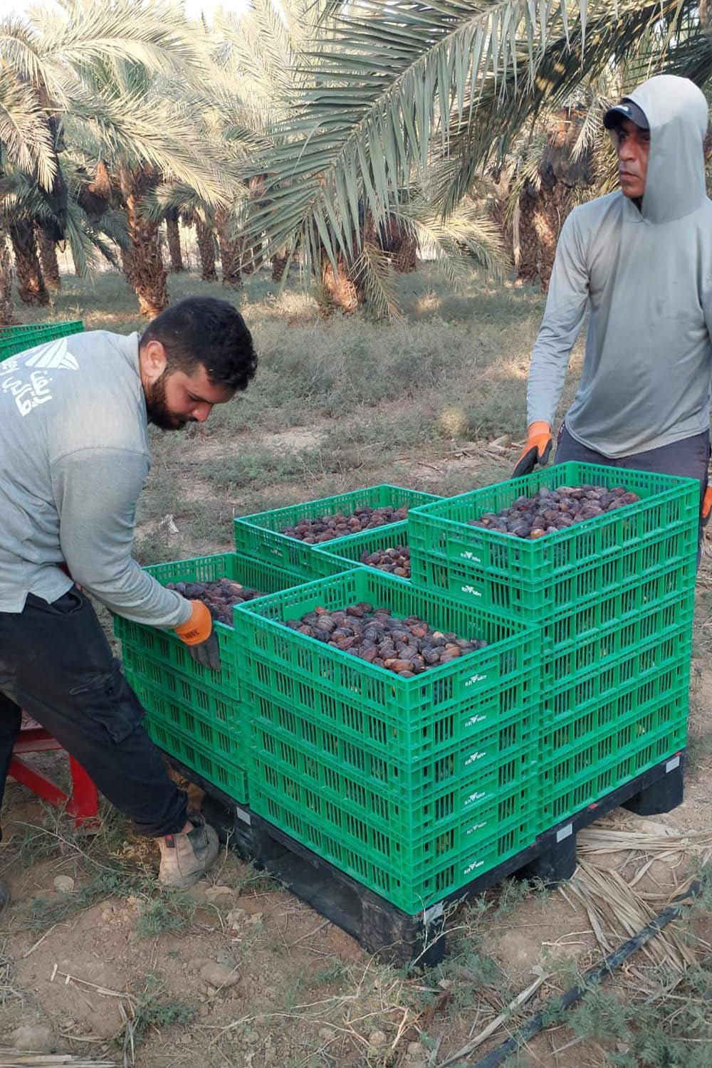 NABALI FAIRKOST PRO VŠECHNY Medjoul - Medjool Dates Choice I - 100% přírodní aromatický svěží orientální jemný I sladký jako med a karamelizovaný I Původ: Palestina I (1x1KG) Dehydrované produkty Naty Shop