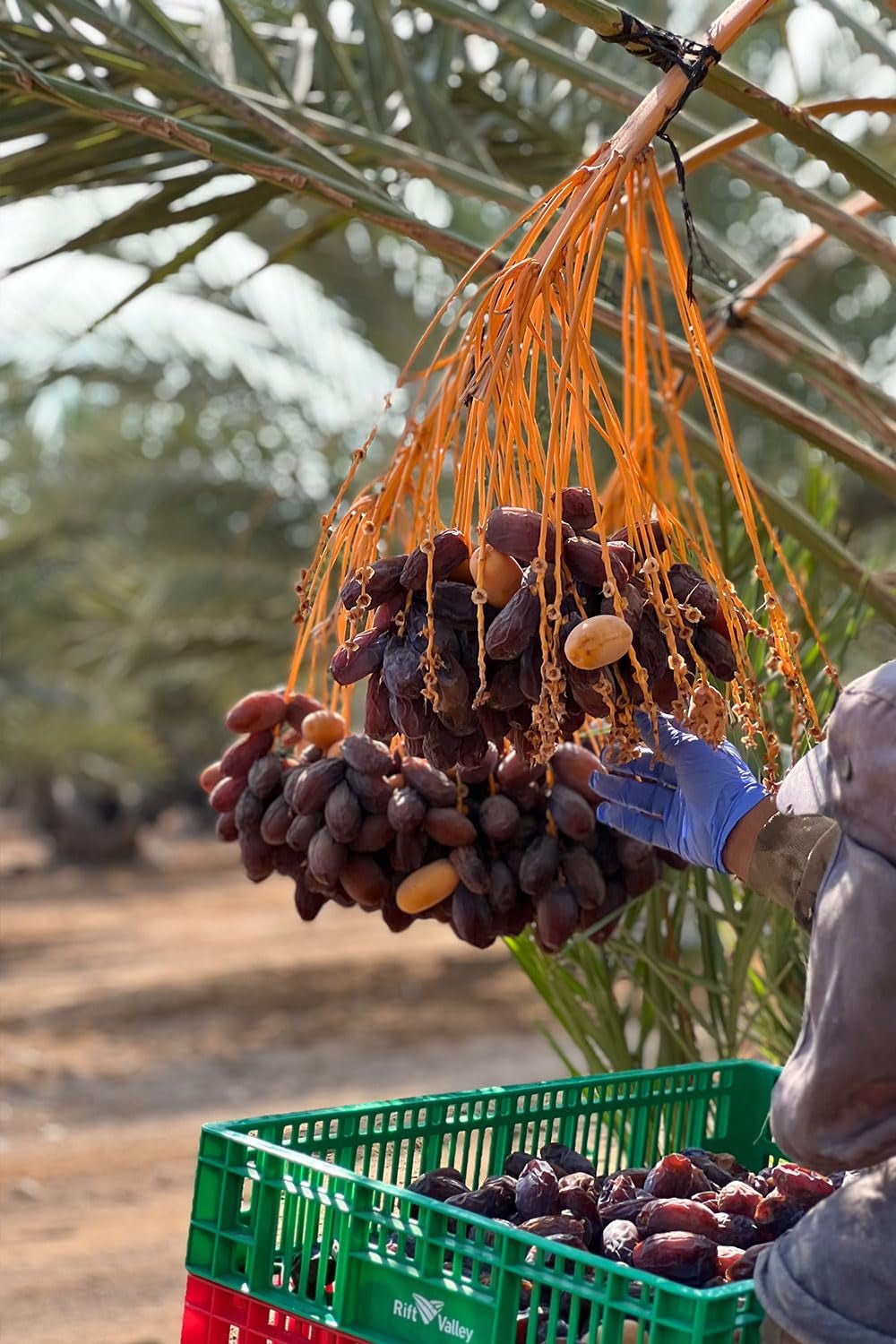 NABALI FAIRKOST PRO VŠECHNY Medjoul - Medjool Dates Choice I - 100% přírodní aromatický svěží orientální jemný I sladký jako med a karamelizovaný I Původ: Palestina I (1x1KG) Dehydrované produkty Naty Shop