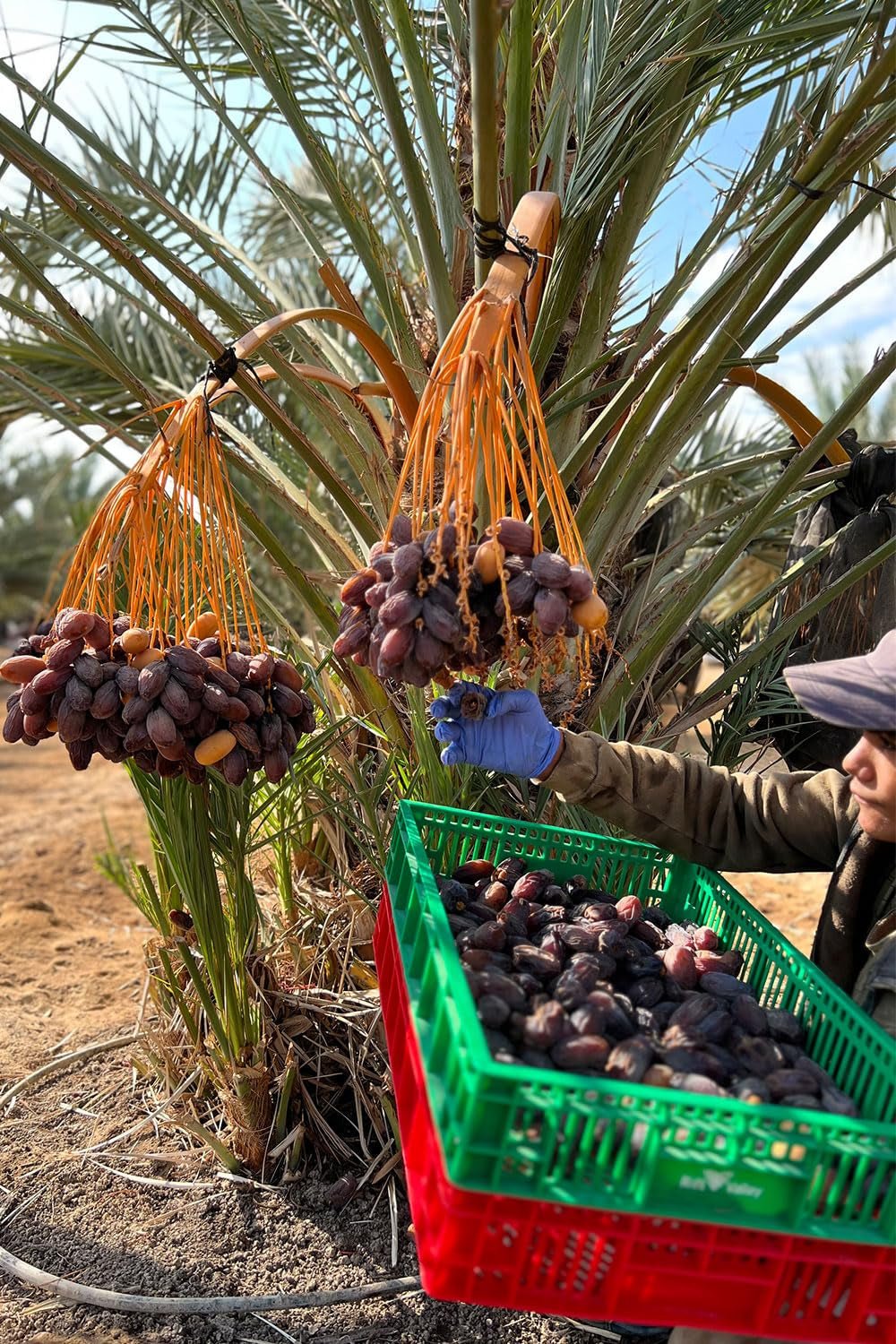 NABALI FAIRKOST PRO VŠECHNY Medjoul - Medjool Dates Choice I - 100% přírodní aromatický svěží orientální jemný I sladký jako med a karamelizovaný I Původ: Palestina I (1x1KG) Dehydrované produkty Naty Shop